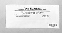 Puccinia gutierreziae image